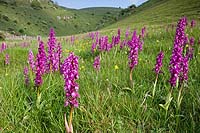 3010 - Tansley Dale Orchids Chris Gilbert, Ravenseye Gallery, Peak District, Photographs, Courses